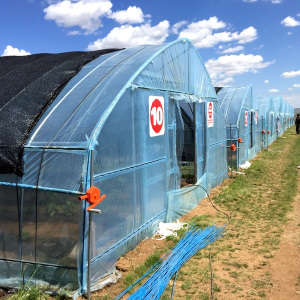 Hot Tunnel Greenhouse for Tomatoes/Fruit/Vegetable